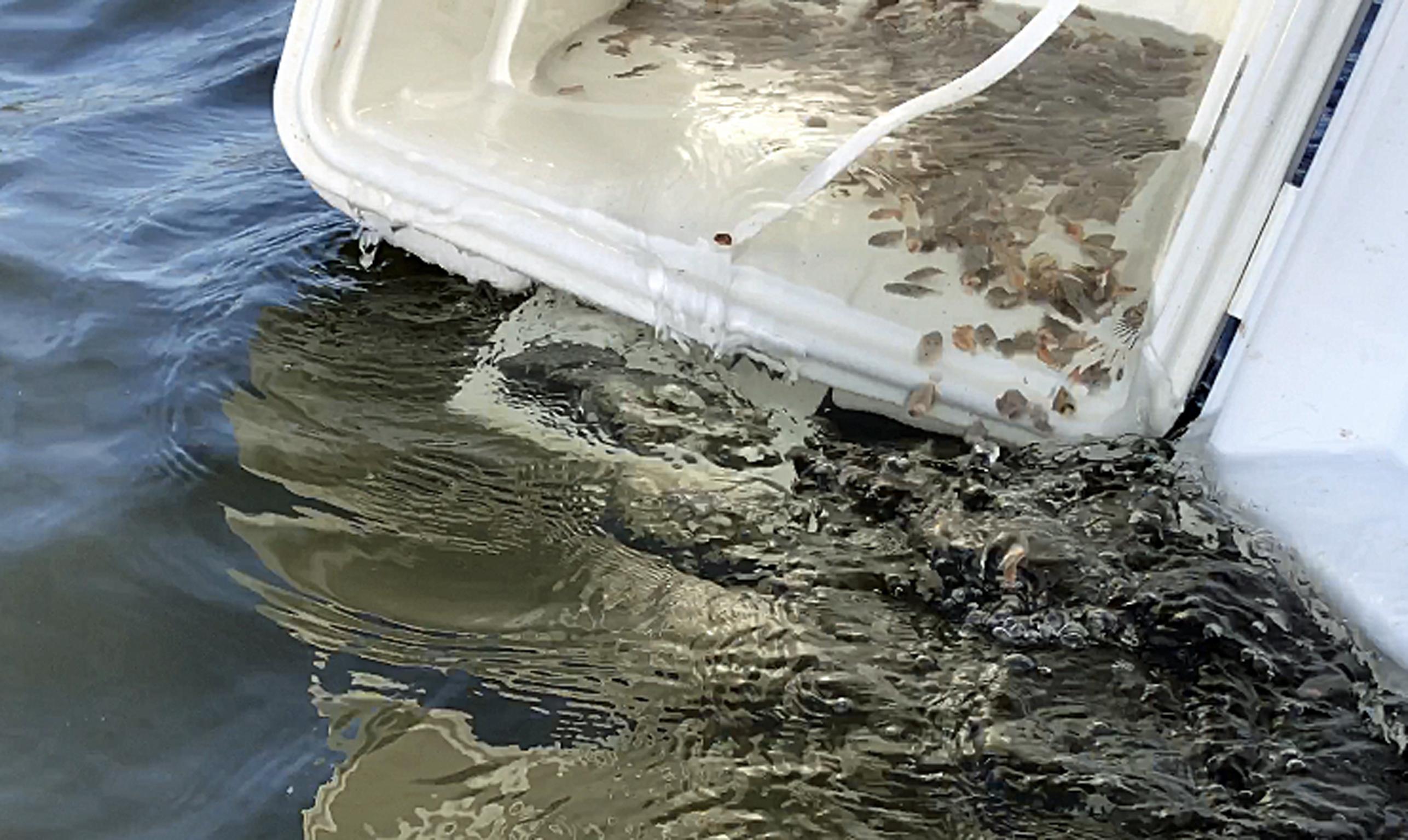 Flounder Fingerlings Released Ahead of Schedule Outdoor Alabama